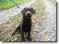 Labrador Retriever