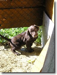 Labrador Retriever