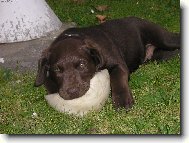 Labrador Retriever