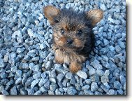 Jorkrsk terier, Yorkshire Terrier,