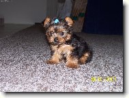 Jorkrsk terier, Yorkshire Terrier,