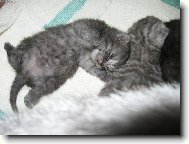 British shorthairs cat