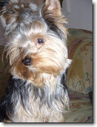 Jorkrsk terier, Yorkshire Terrier,