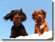 Scotch Setter, Gordon Setter