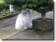 Persian cat