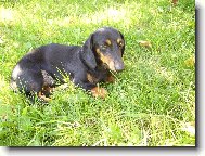 Dachshund