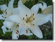 Lilium