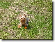 Jorkrsk terier, Yorkshire Terrier,