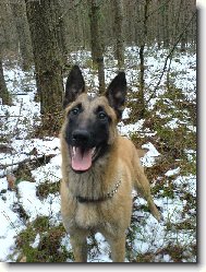 Belgian shepherd malinois \\\\\(Dog standard\\\\\)