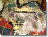 Jorkrsk terier, Yorkshire Terrier,