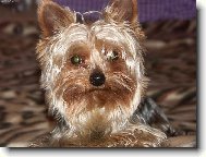 Jorkrsk terier, Yorkshire Terrier,