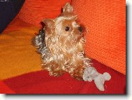 Jorkrsk terier, Yorkshire Terrier,