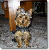 Jorkrsk terier, Yorkshire Terrier,