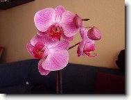 Orchidaceae