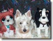 West Highland White Terrier