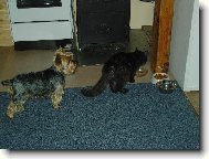 Yorkshire terrier (Dog standard)