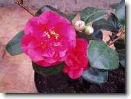 Camelia