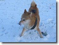 Shiba Inu