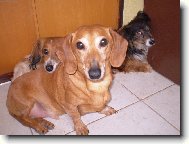 Dachshund (teckel) (Dog standard)