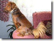 Dachshund (teckel) (Dog standard)