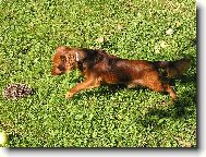 Dachshund (teckel) (Dog standard)