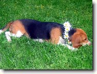 Beagle (Dog standard)