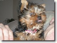 Yorkshire terrier (Dog standard)