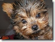 Yorkshire terrier (Dog standard)