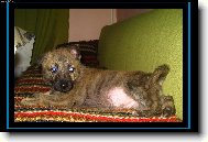 Dutch shepherd dog (Dog standard)