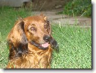 Dachshund (teckel) (Dog standard)