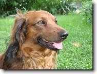 Dachshund (teckel) (Dog standard)