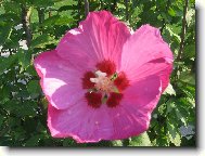 Hibiscus rosa-sinensis