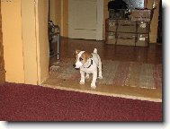 Jack russell terrier (Dog standard)