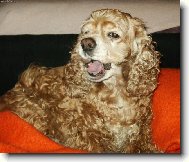 American cocker spaniel \(Dog standard\)