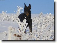 Beauce sheep dog \(beauceron\) \(Dog standard\)