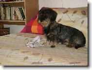 Dachshund (teckel) (Dog standard)