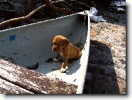 Dogue de Bordeaux (Dog standard)