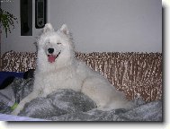 Samoyed \(Dog standard\)