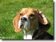 Beagle (Dog standard)