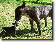 Bull terrier (Dog standard)