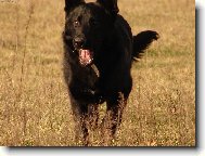 German shepherd dog (Dog standard)