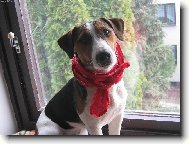 Jack russell terrier \\\\\(Dog standard\\\\\)