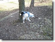 Border collie \\\\\(Dog standard\\\\\)