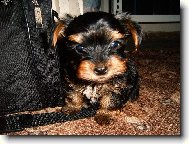 Yorkshire terrier (Dog standard)