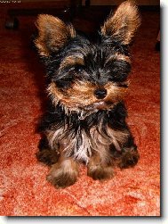 Yorkshire terrier (Dog standard)