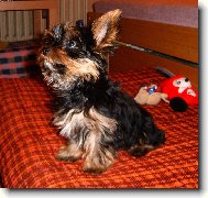 Yorkshire terrier (Dog standard)