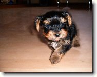 Yorkshire terrier (Dog standard)