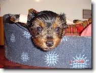 Yorkshire terrier (Dog standard)