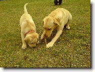 Labrador retriever (Dog standard)