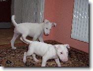 Bull terrier (Dog standard)